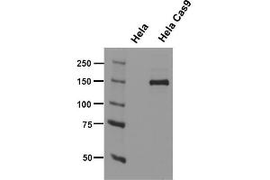 Cas9 antibody (mAb) tested by Western blot. (CRISPR-Cas9 antibody)