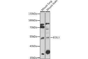 Western blot analysis of extracts of various cell lines, using EDIL3 antibody (ABIN7266904) at 1:1000 dilution. (EDIL3 antibody  (AA 350-450))