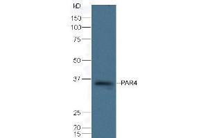 Mouse spleen lysate probed with Rabbit Anti-PAR4 Polyclonal Antibody (ABIN1385670) at 1:300 overnight in 4 °C. (F2RL3 antibody)