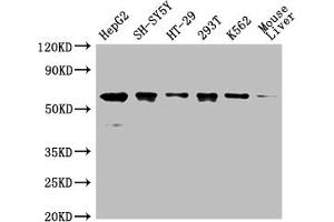 Western Blot Positive WB detected in: HepG2 whole cell lysate,SH-SY5Y whole cell lysate,HT-29 whole cell lysate,293T whole cell lysate,K562 whole cell lysate,Mouse liver tissue All lanes: ERVFRD-1 antibody at 1:2000 Secondary Goat polyclonal to rabbit IgG at 1/50000 dilution Predicted band size: 60 kDa Observed band size: 60 kDa (HERV-FRD Provirus Ancestral Env Polyprotein (Herv-frd) (AA 33-315) antibody)