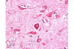 ABIN185211 (5µg/ml) staining of paraffin embedded Human Cerebral Cortex. (NIR1 antibody  (C-Term))