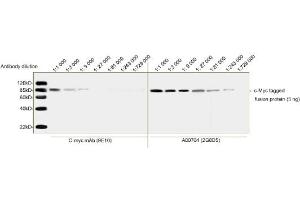 Image no. 2 for anti-Myc Tag antibody (ABIN2585197) (Myc Tag antibody)