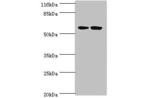 DCAF4 antibody  (AA 1-495)