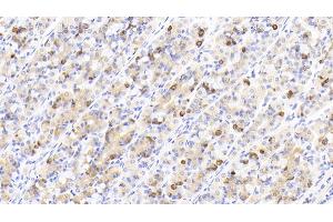 Detection of GHRL in Human Stomach Tissue using Polyclonal Antibody to Ghrelin (GHRL) (Ghrelin antibody  (AA 25-117))