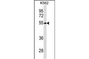 Western blot analysis in K562 cell line lysates (35ug/lane). (TES antibody  (N-Term))