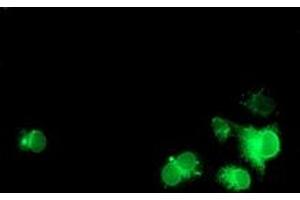 Anti-NPTN mouse monoclonal antibody (ABIN2455629) immunofluorescent staining of COS7 cells transiently transfected by pCMV6-ENTRY NPTN (RC210326). (NPTN antibody)