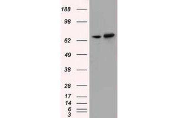 SNX9 antibody