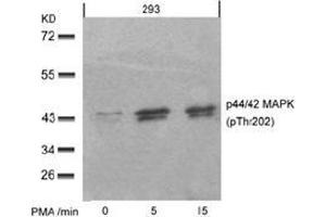 Image no. 2 for anti-Mitogen-Activated Protein Kinase 1/3 (MAPK1/3) (pThr185), (pTyr202) antibody (ABIN196999) (ERK1/2 antibody  (pThr185, pTyr202))