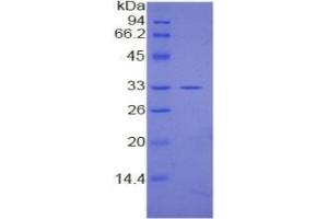 SDS-PAGE (SDS) image for Mitogen-Activated Protein Kinase 1 (MAPK1) ELISA Kit (ABIN6574240)