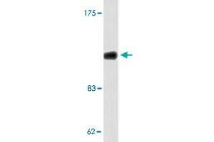 Western blot analysis of 293 cell lysate with COL1A2 polyclonal antibody .