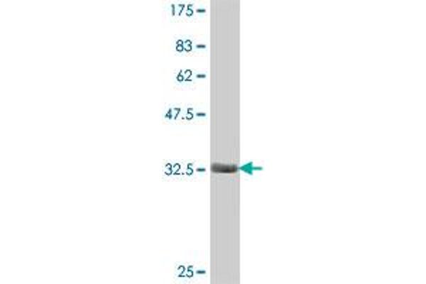 CDC42EP3 antibody  (AA 42-108)