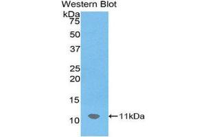 Western Blotting (WB) image for anti-Chemokine (C-X-C Motif) Ligand 12 (CXCL12) (AA 22-89) antibody (ABIN1172354) (CXCL12 antibody  (AA 22-89))