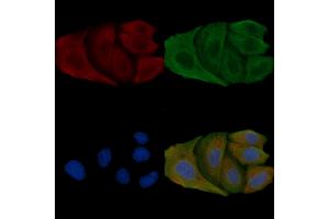 ABIN6257437 and ABIN6275374 staining Hela cells by IF/ICC. (KCNK4 antibody  (C-Term))