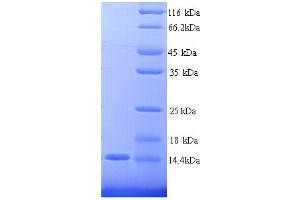 CEACAM4 Protein (AA 36-155, partial) (His tag)