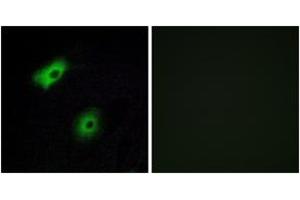 Immunofluorescence (IF) image for anti-Olfactory Receptor, Family 5, Subfamily A, Member 2 (OR5A2) (AA 267-316) antibody (ABIN2891020) (OR5A2 antibody  (AA 267-316))