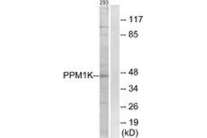 Western blot analysis of extracts from 293 cells, using PPM1K Antibody. (PPM1K antibody  (AA 205-254))