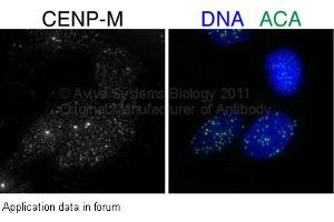Image no. 2 for anti-Centromere Protein M (CENPM) (Middle Region) antibody (ABIN405812) (CENPM antibody  (Middle Region))