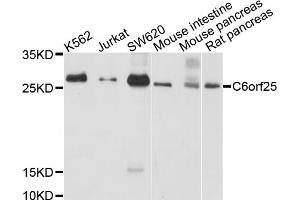 Western blot analysis of extracts of various cell lines, using C6orf25 antibody (ABIN6003852) at 1/1000 dilution. (C6orf25 antibody)