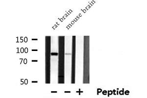 Western blot analysis of ARNT  expression in various lysates (ARNT antibody  (N-Term))