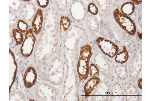 Immunoperoxidase of purified MaxPab antibody to UMOD on formalin-fixed paraffin-embedded human kidney.