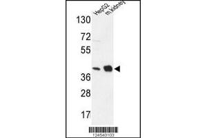 Western blot analysis in HepG2 cell line and mouse kidney tissue lysates (35ug/lane).