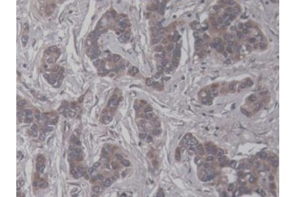 HSPG antibody  (AA 19-144)