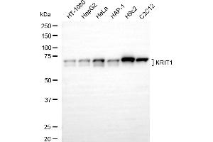 anti-KRIT1, Ankyrin Repeat Containing (KRIT1) antibody