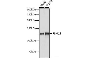 Western blot analysis of extracts of various cell lines using RBM15 Polyclonal Antibody at dilution of 1:1000. (RBM15 antibody)