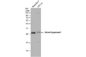 Western Blotting (WB) image for anti-Heme Oxygenase (Decycling) 1 (HMOX1) antibody (ABIN2854952)