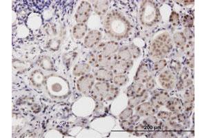 Immunoperoxidase of purified MaxPab antibody to POLB on formalin-fixed paraffin-embedded human salivary gland. (POLB antibody  (AA 1-335))