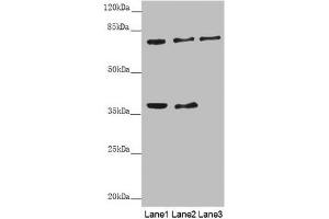 Western blot All lanes: GAS2L1 antibody at 0.