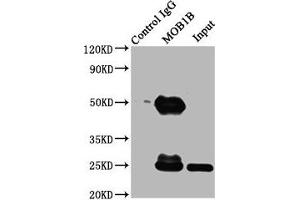 Immunoprecipitating MOB1B in K562 whole cell lysate Lane 1: Rabbit control IgG (1 μg) instead of ABIN7160120 in K562 whole cell lysate. (MOBKL1A antibody  (AA 2-216))