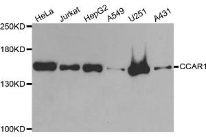 Western blot analysis of extracts of various cell lines, using CCAR1 antibody (ABIN5973748) at 1/1000 dilution. (CCAR1 antibody)
