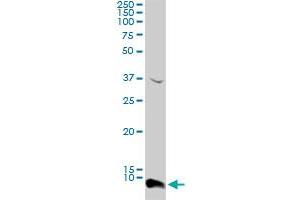 ATOX1 antibody  (AA 1-68)