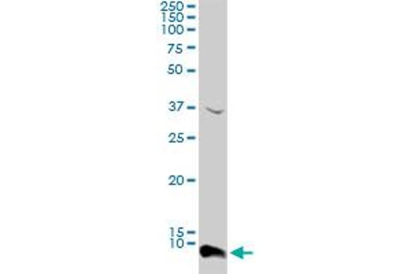 ATOX1 antibody  (AA 1-68)