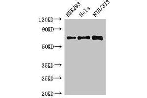 Western Blot Positive WB detected in: HEK293 whole cell lysate, Hela whole cell lysate, NIH/3T3 whole cell lysate All lanes: FXR1 antibody at 3 μg/mL Secondary Goat polyclonal to rabbit IgG at 1/50000 dilution Predicted band size: 70, 61, 60 kDa Observed band size: 70 kDa