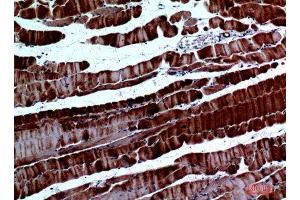 Immunohistochemistry (IHC) analysis of paraffin-embedded Mouse Muscle, antibody was diluted at 1:100. (SPARC antibody  (Internal Region))