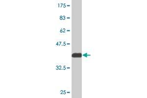 Western Blot detection against Immunogen (36. (PXK antibody  (AA 351-450))