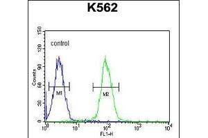 AKR1C3 Antibody (N-term) (ABIN654117 and ABIN2843995) flow cytometric analysis of K562 cells (right histogram) compared to a negative control cell (left histogram). (AKR1C3 antibody  (N-Term))