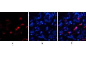 Immunofluorescence analysis of human liver tissue.