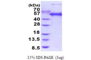 SDS-PAGE (SDS) image for Peptidase D (PEPD) (AA 1-493) protein (His tag) (ABIN5854096) (PEPD Protein (AA 1-493) (His tag))