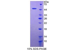 SDS-PAGE (SDS) image for Claudin 1 (CLDN1) (AA 50-197) protein (His tag,GST tag) (ABIN2122629)