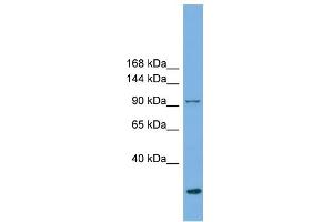 WB Suggested Anti-EXOC1  Antibody Titration: 0.
