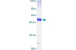 CD82 Protein (CD82) (AA 1-267) (GST tag)