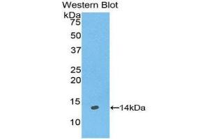 Western Blotting (WB) image for anti-Galanin (GAL) (AA 32-122) antibody (ABIN1174211) (Galanin antibody  (AA 32-122))