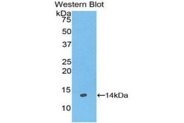 Galanin Antikörper  (AA 32-122)