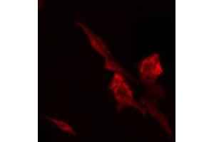 ABIN6274784 staining 293 cells by IF/ICC. (RPL7 antibody  (C-Term))
