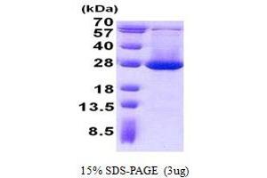 Image no. 1 for Acireductone Dioxygenase 1 (ADI1) protein (His tag) (ABIN1098549) (ADI1 Protein (His tag))