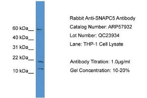 WB Suggested Anti-SNAPC5  Antibody Titration: 0. (SNAPC5 antibody  (N-Term))