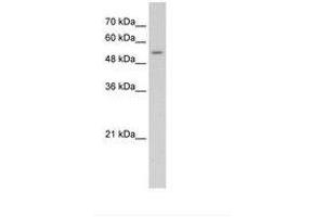 Image no. 1 for anti-Solute Carrier Family 26 (Sulfate Transporter), Member 8 (SLC26A8) (AA 901-950) antibody (ABIN396883) (SLC26A8 antibody  (AA 901-950))